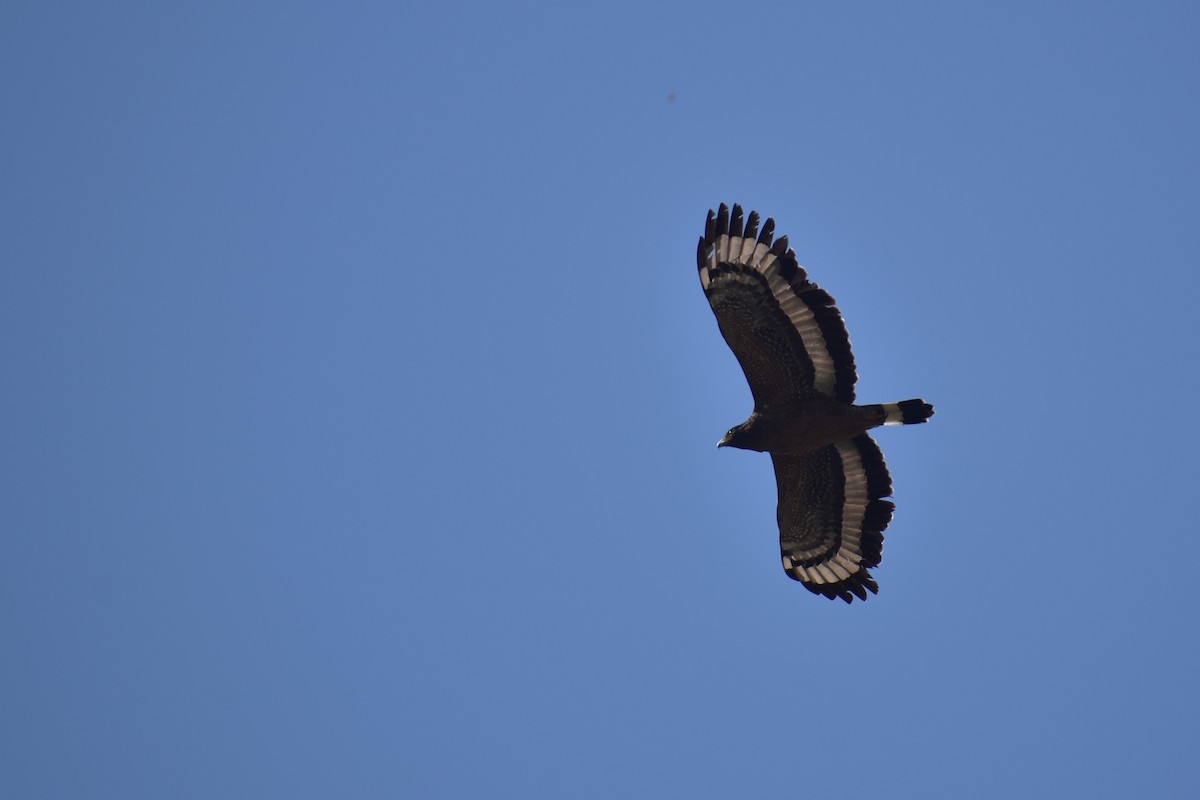 Crested Serpent-Eagle - ML225148241