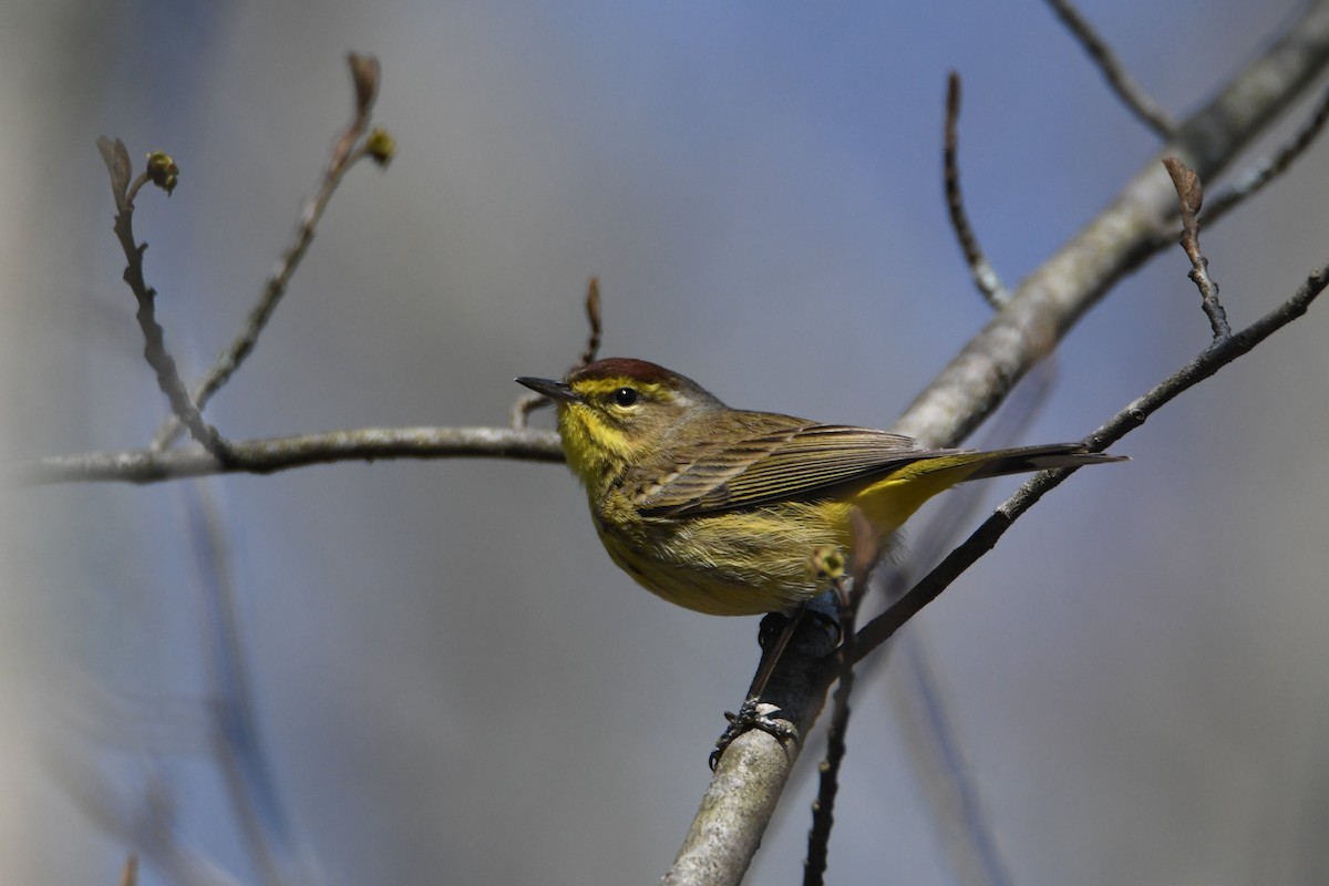 Palm Warbler - ML225148431