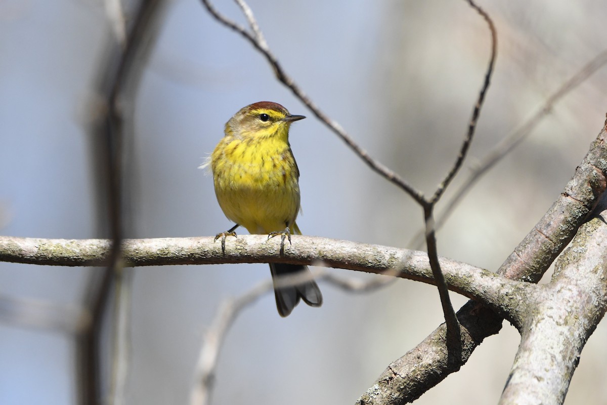 Palm Warbler - ML225148441