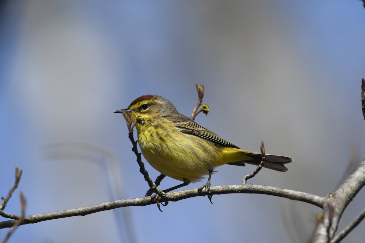 Palm Warbler - ML225148451