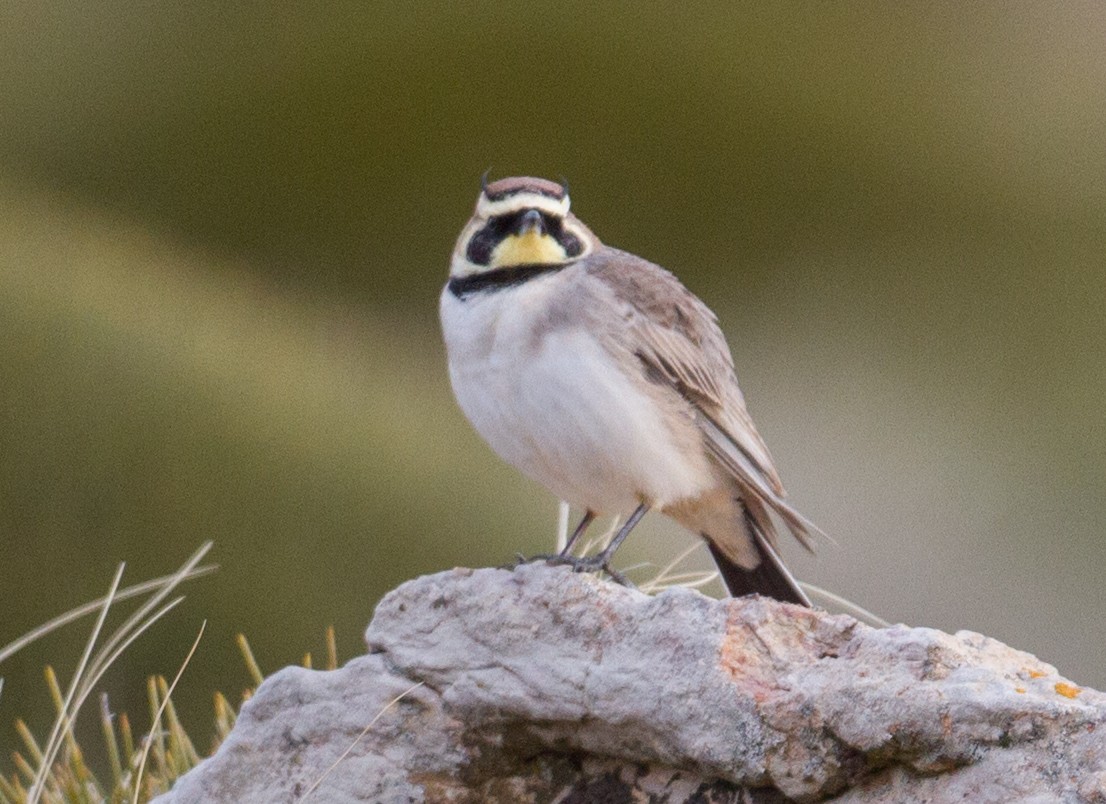 Horned Lark (Atlas) - José Martín