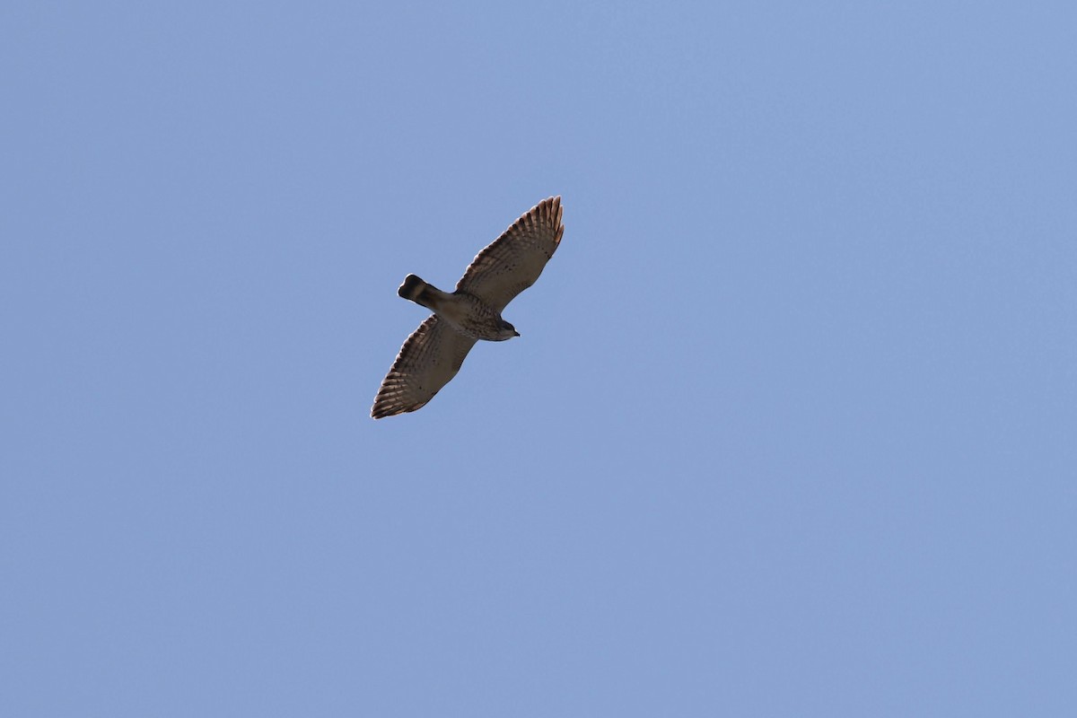 Broad-winged Hawk - ML225149301