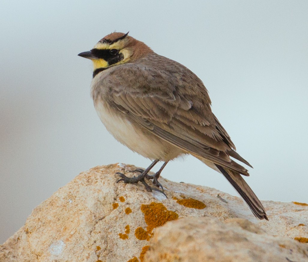 Horned Lark (Atlas) - José Martín