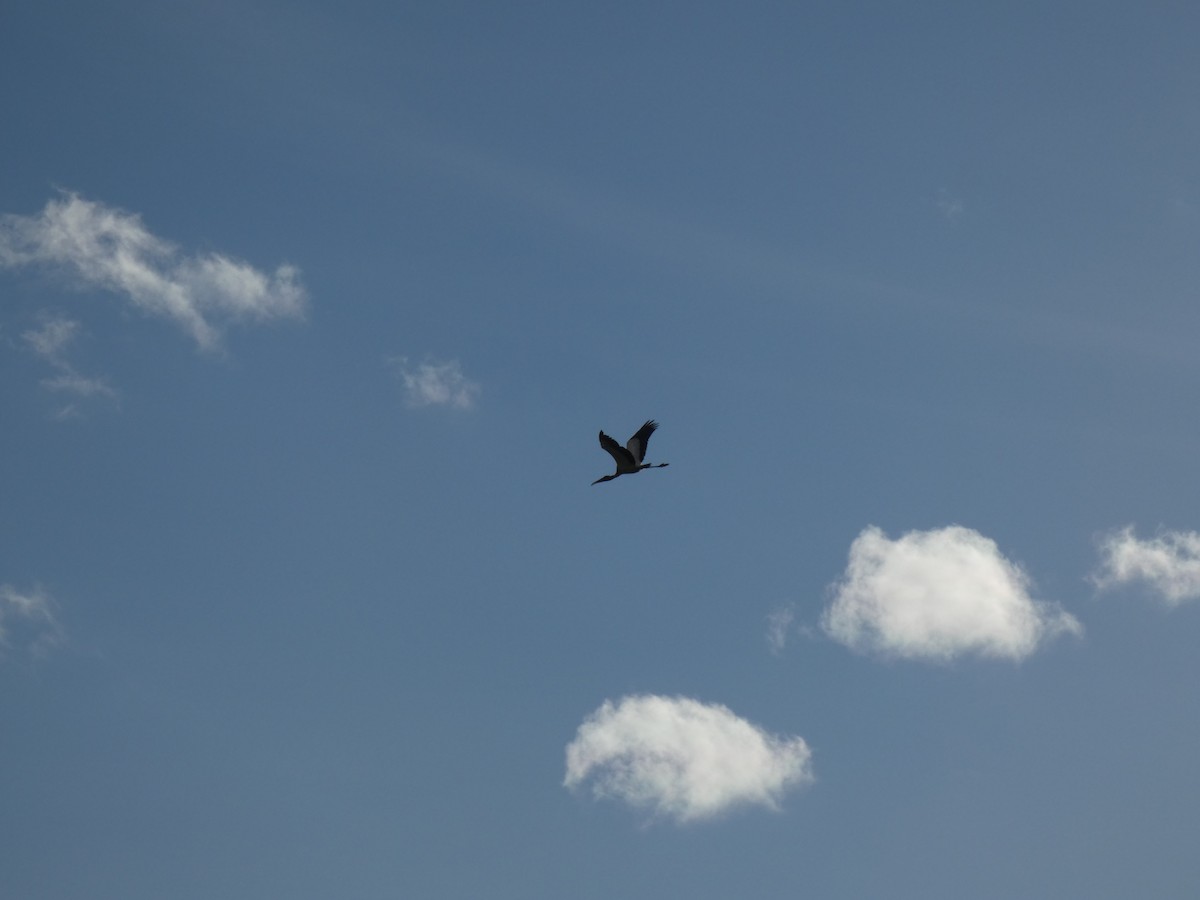 Wood Stork - ML225151551