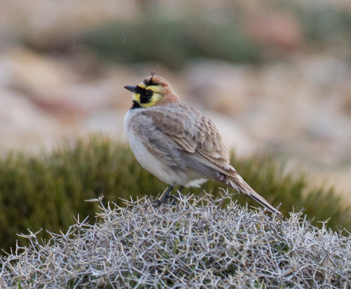 Horned Lark (Atlas) - ML225152691