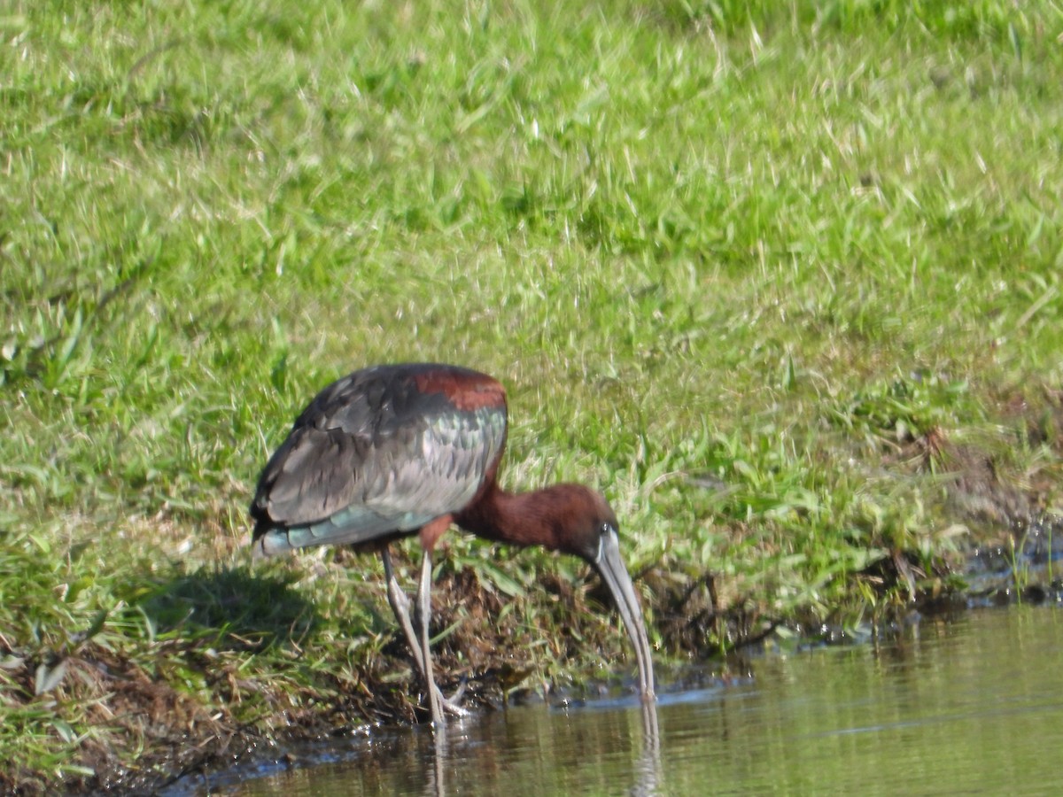 ibis hnědý - ML225154241