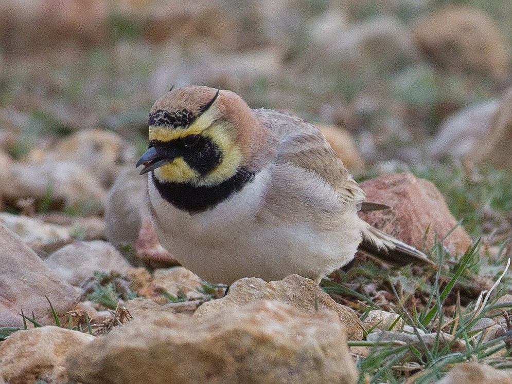 Horned Lark (Atlas) - José Martín