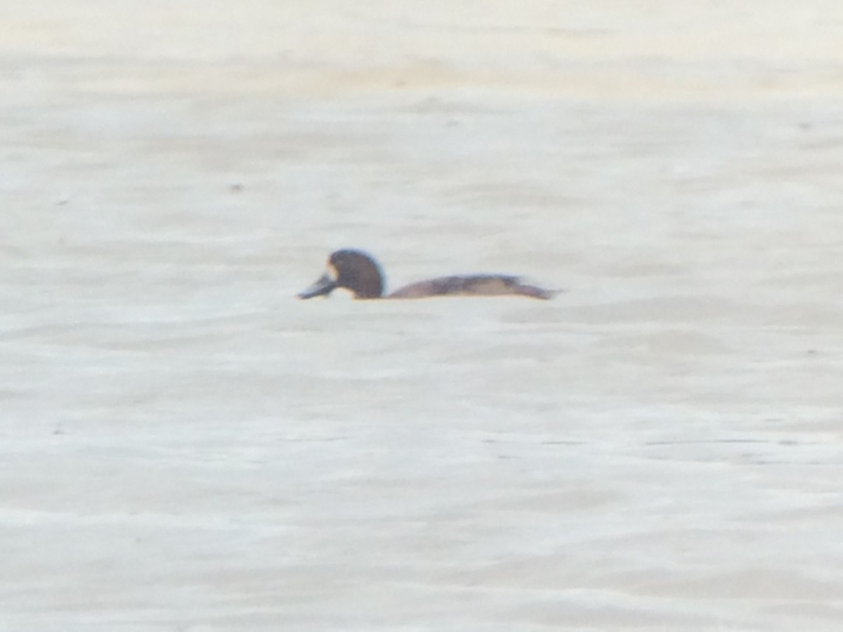 Greater Scaup - Marie Chappell