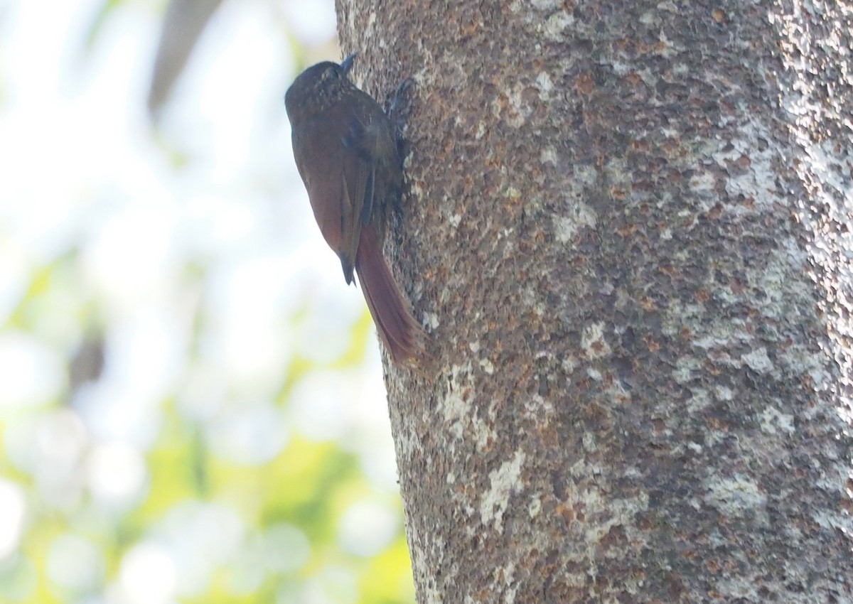 Wedge-billed Woodcreeper - ML225154711