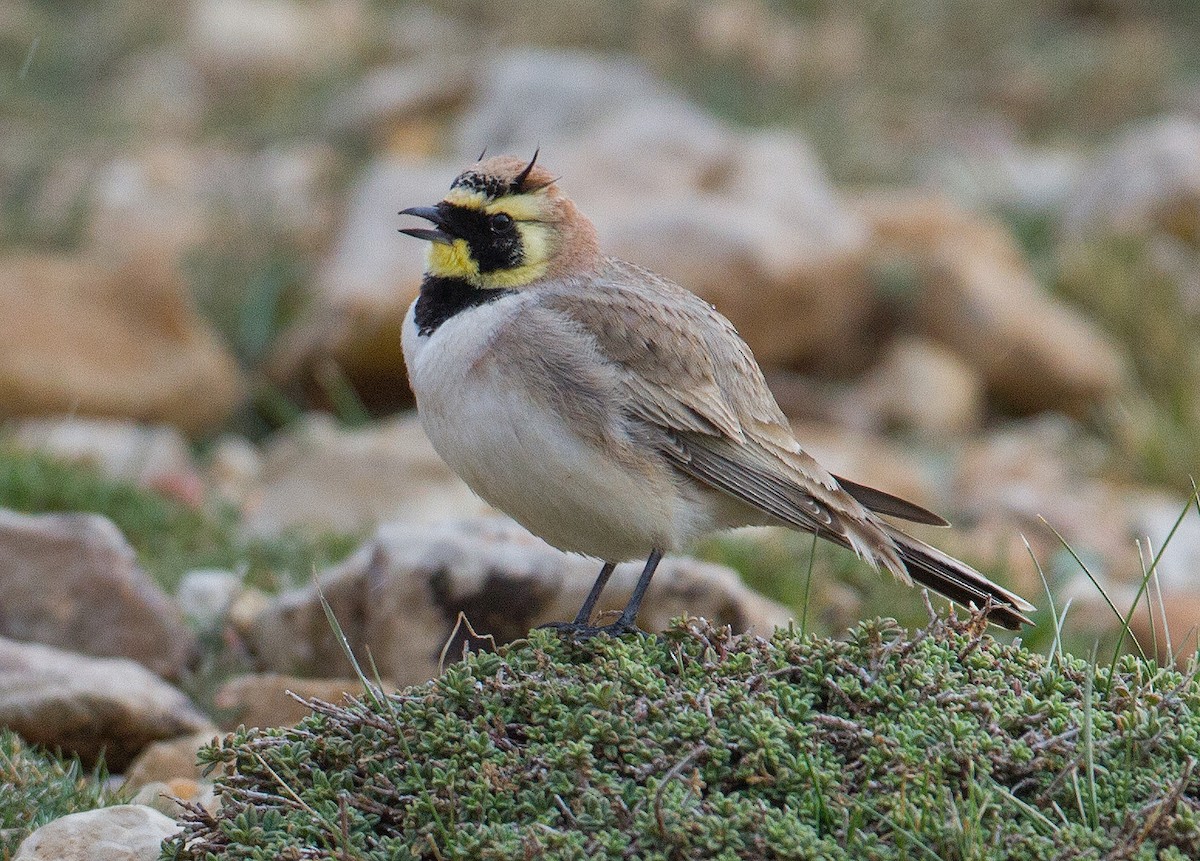 Horned Lark (Atlas) - José Martín