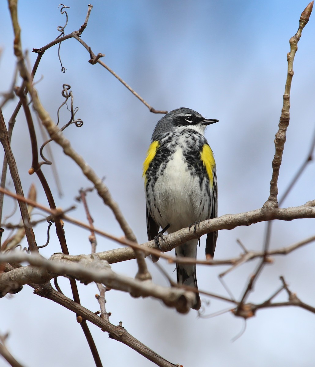 Yellow-rumped Warbler - ML225155691