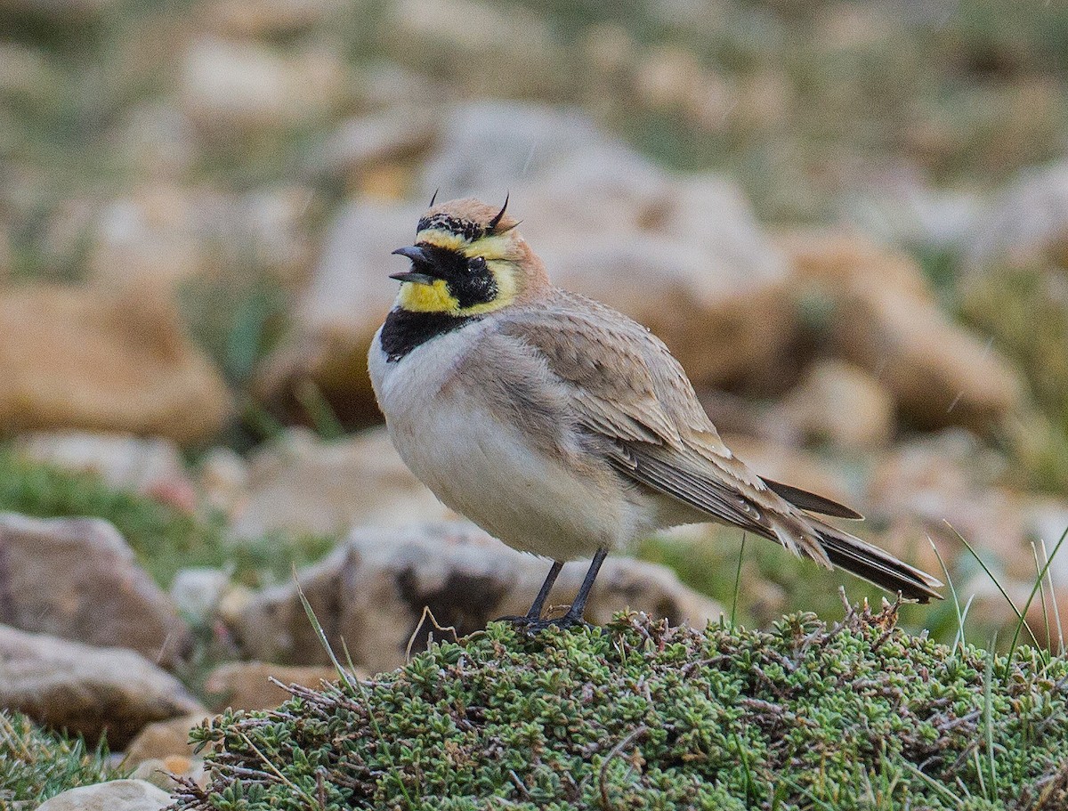 Horned Lark (Atlas) - José Martín