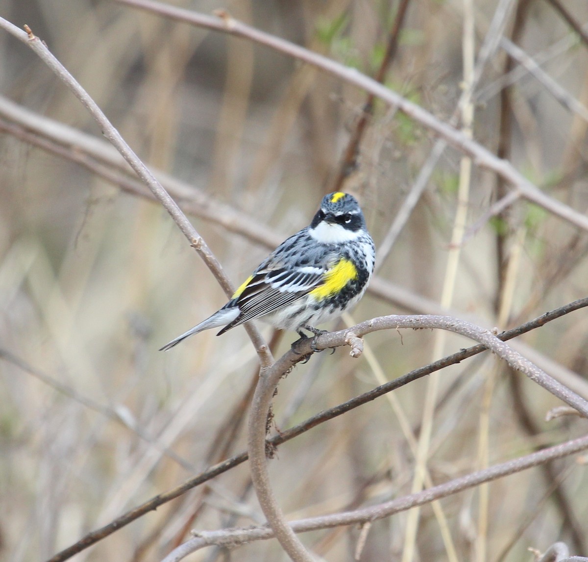 Yellow-rumped Warbler - ML225156571