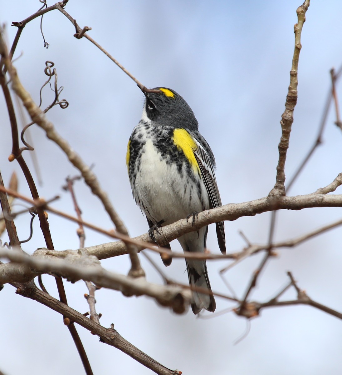 Yellow-rumped Warbler - ML225157121