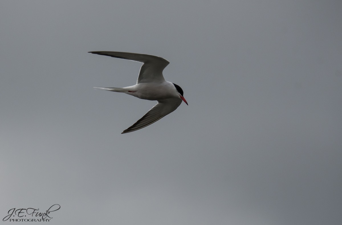 Common Tern - ML225159891