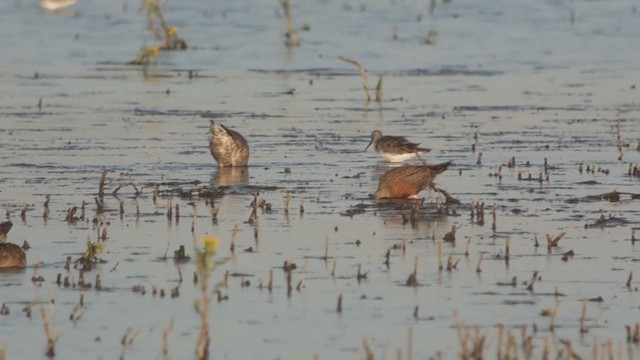 Hudsonian Godwit - ML225160221