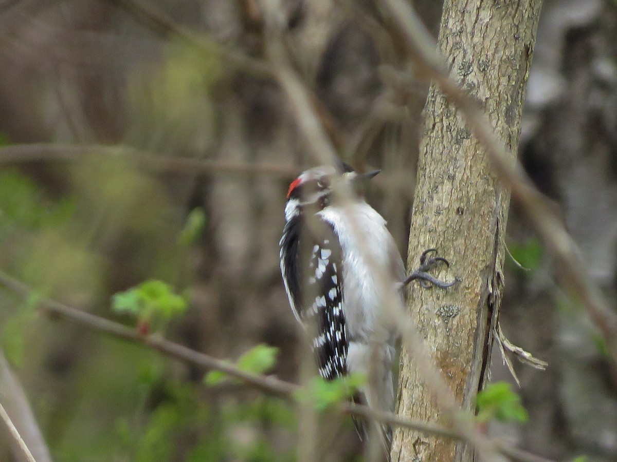 Downy Woodpecker - ML225160371