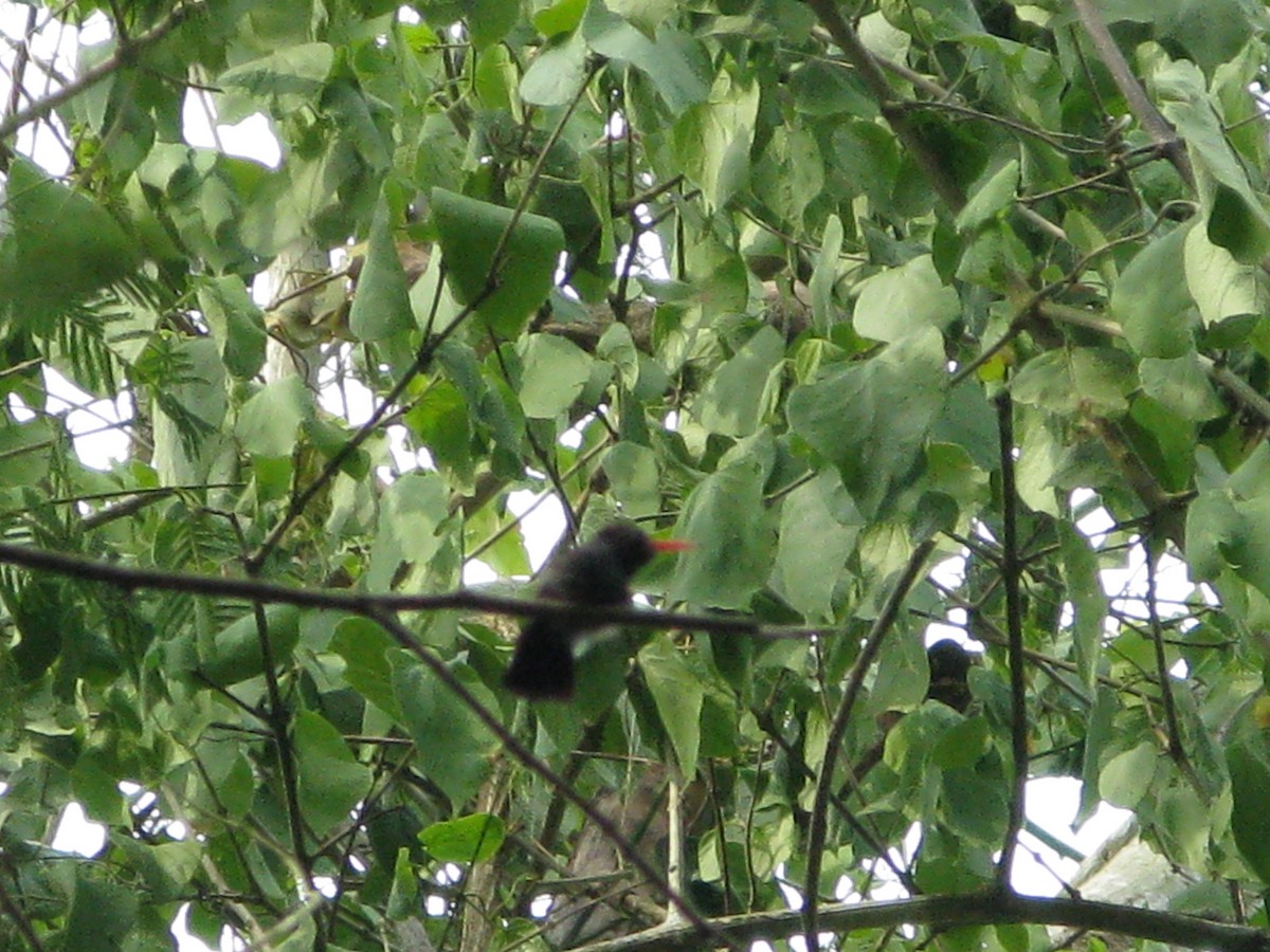 White-chinned Sapphire - ML225160941