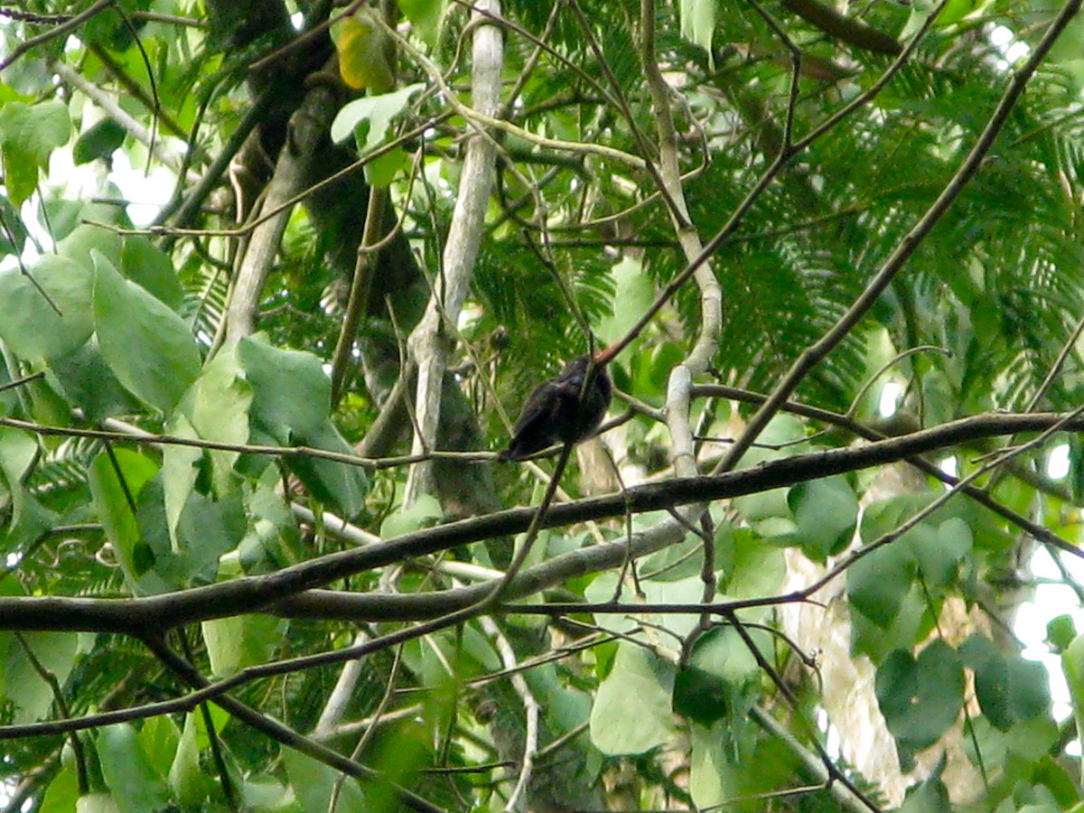 White-chinned Sapphire - ML225161031