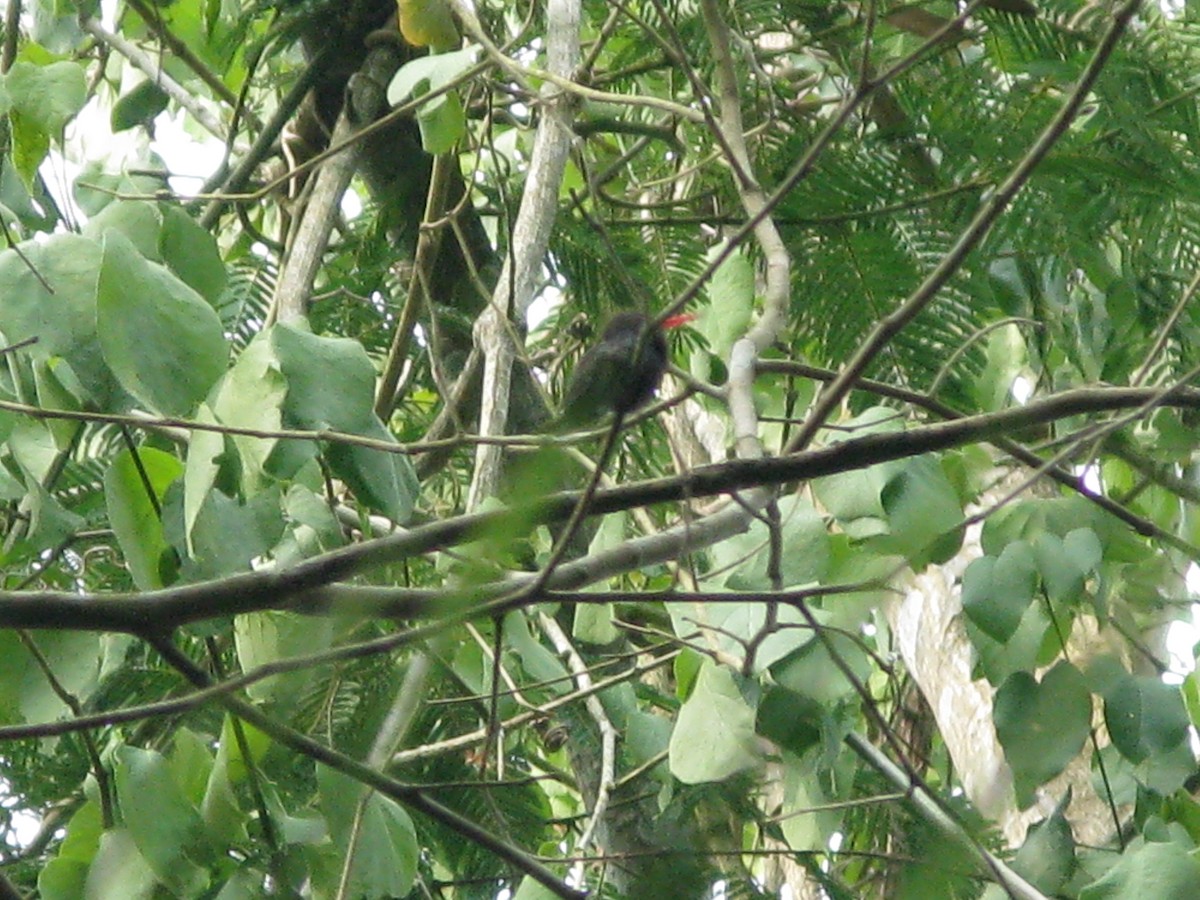 White-chinned Sapphire - ML225161051