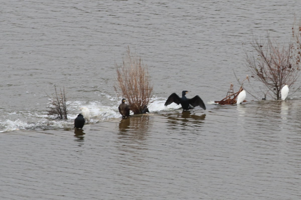 Great Cormorant - ML225163881