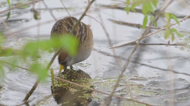 Marouette de Caroline - ML225164811