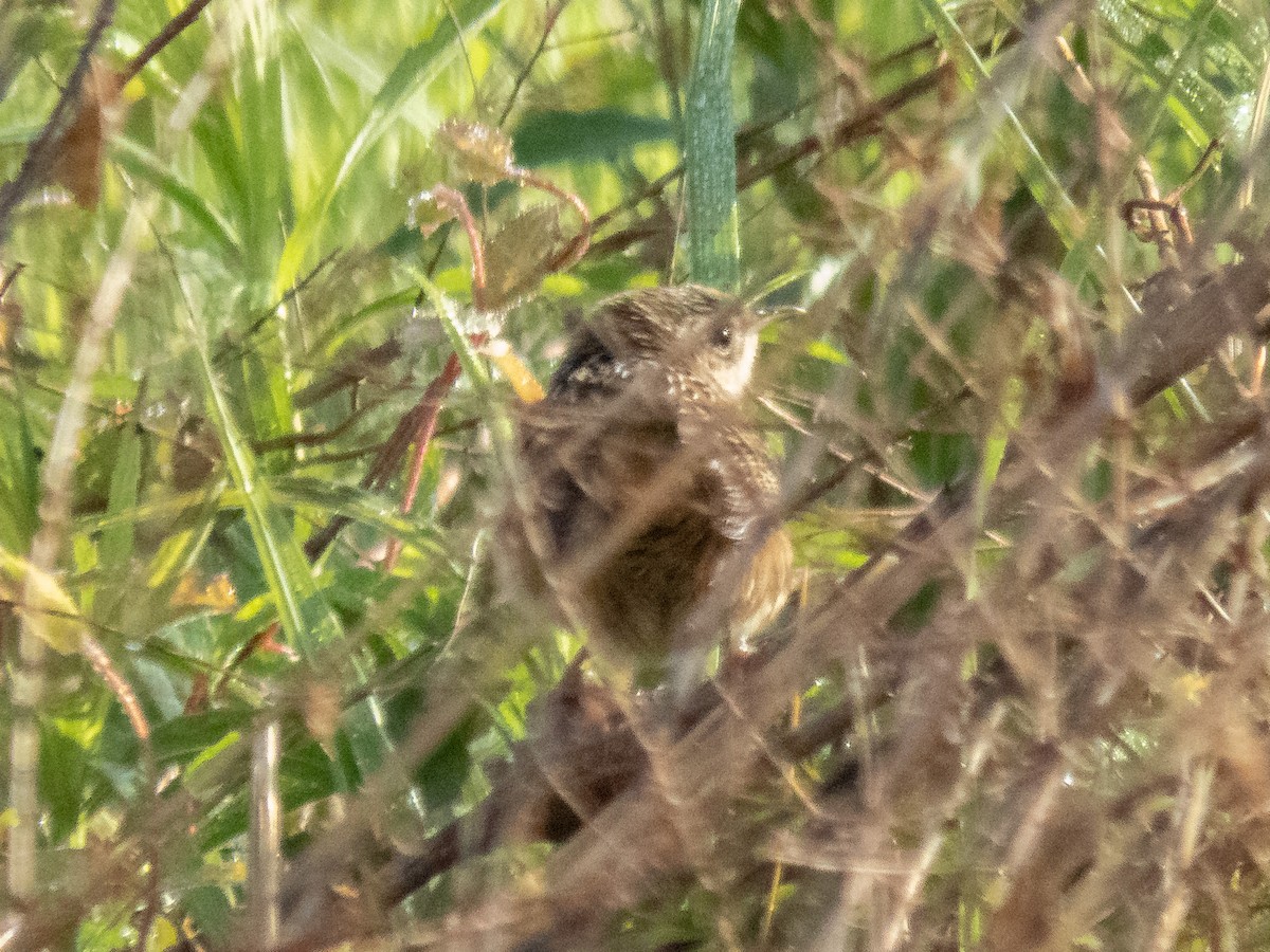 Sedge Wren - ML225170391