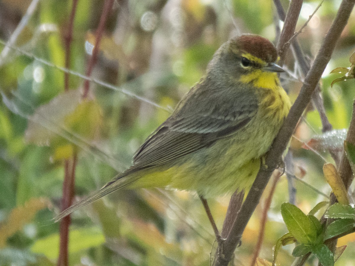 Palm Warbler - ML225170481