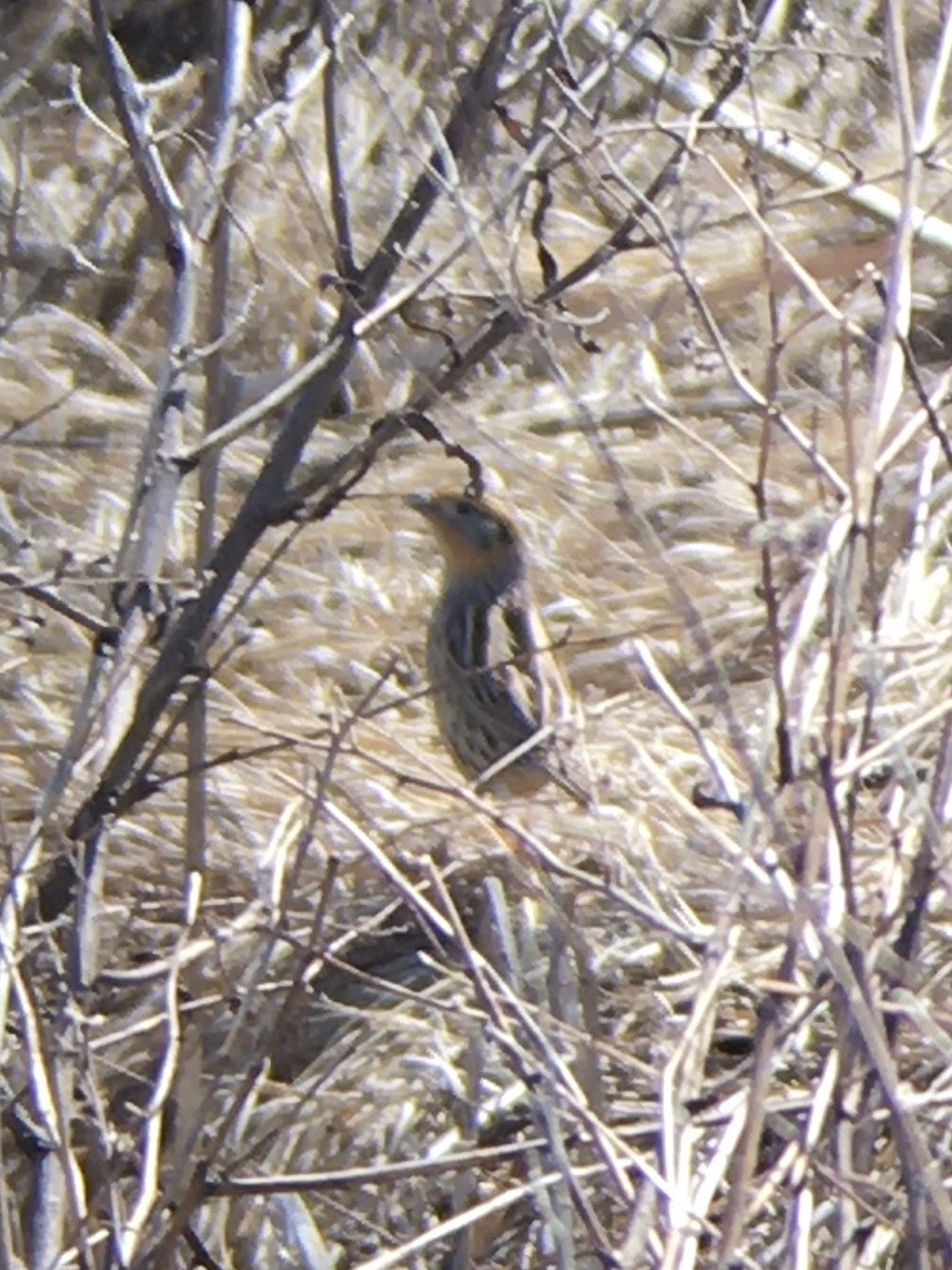 LeConte's Sparrow - ML225171241