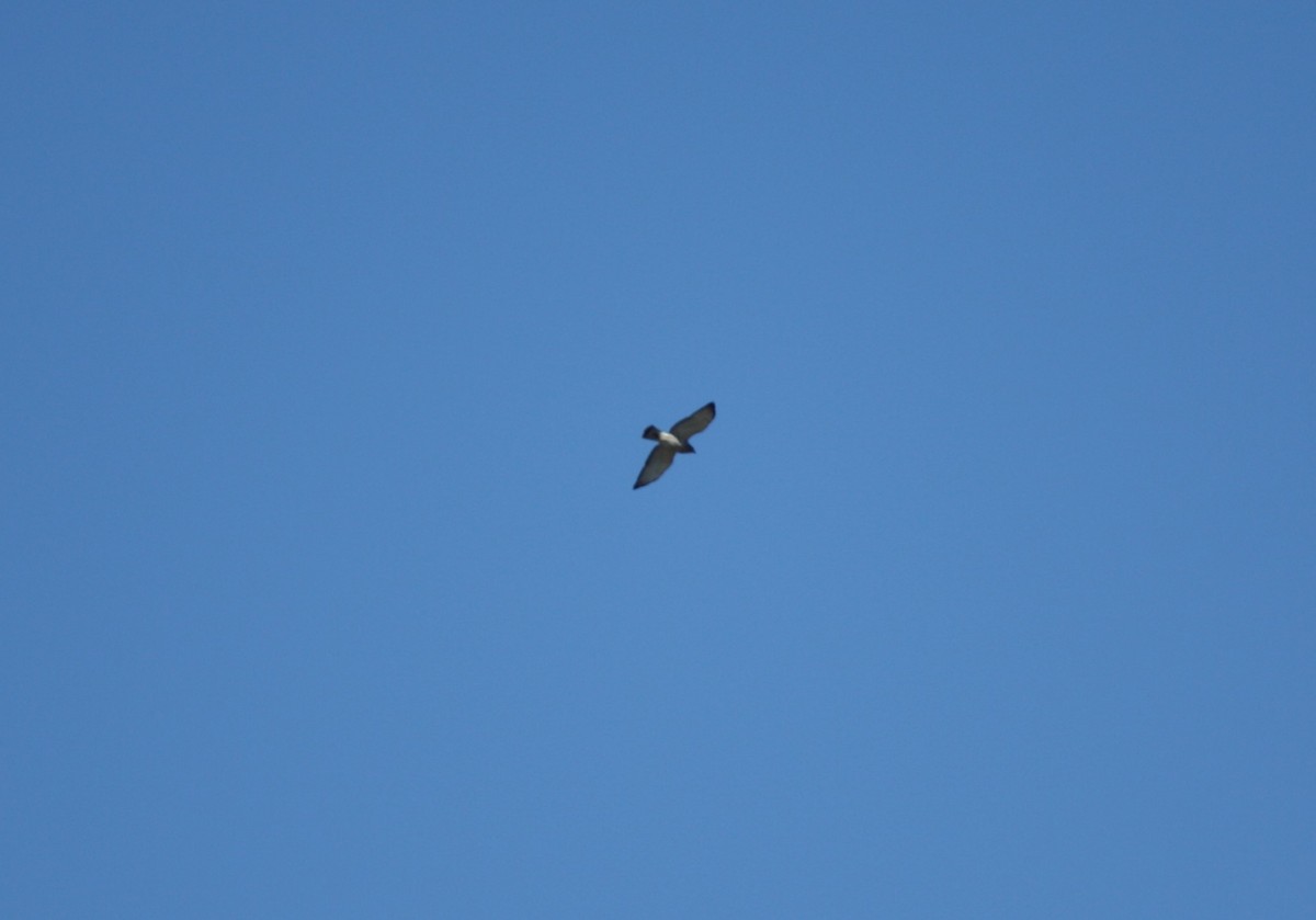 Broad-winged Hawk - ML225172301