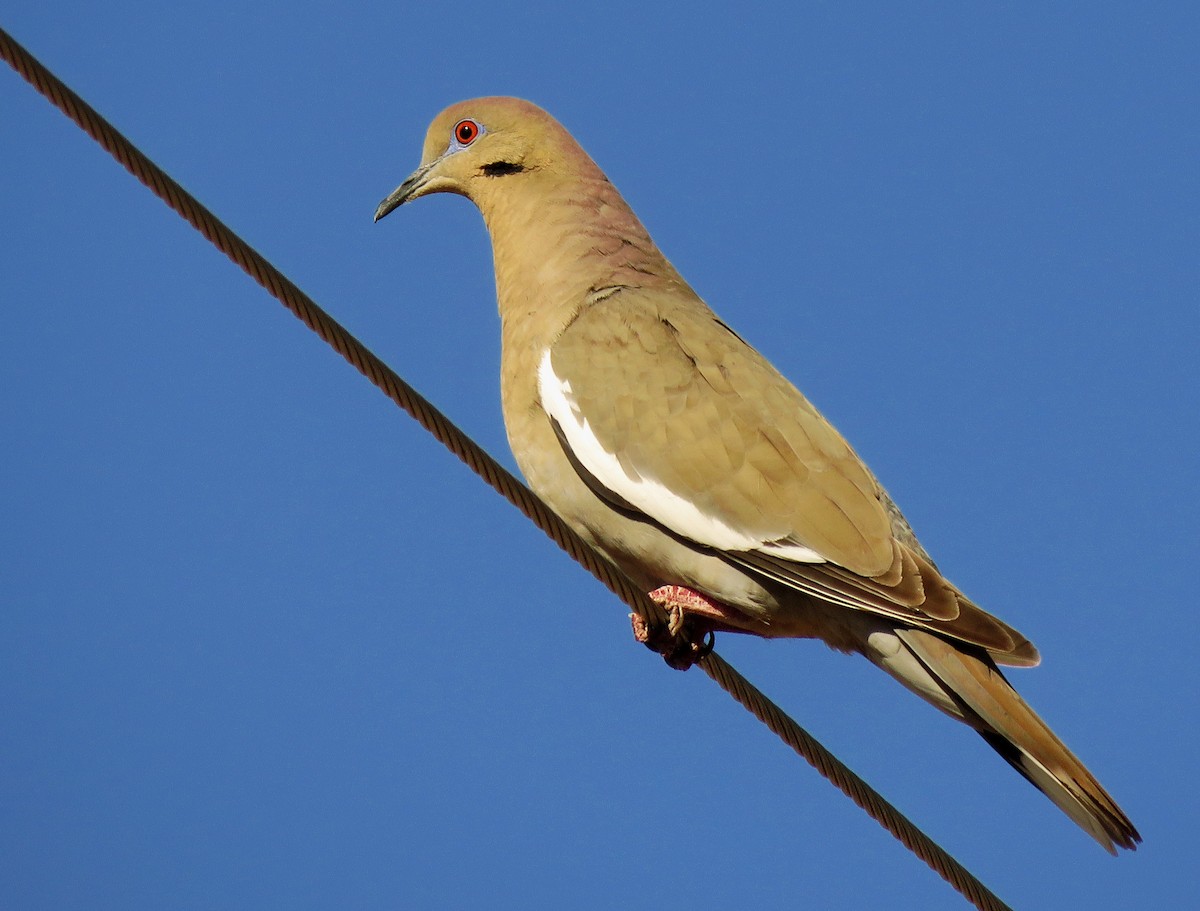 White-winged Dove - Diane Drobka