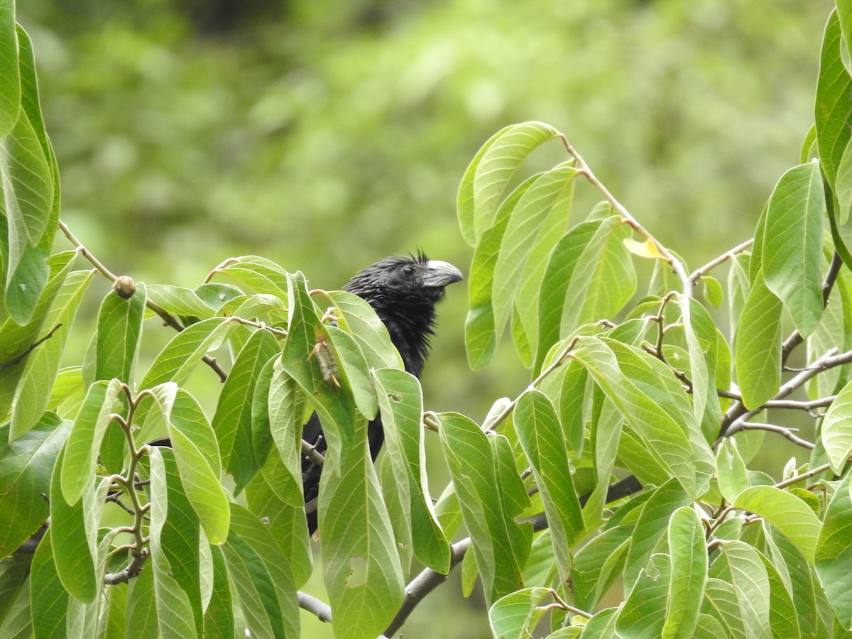 Groove-billed Ani - Fernando Angulo - CORBIDI