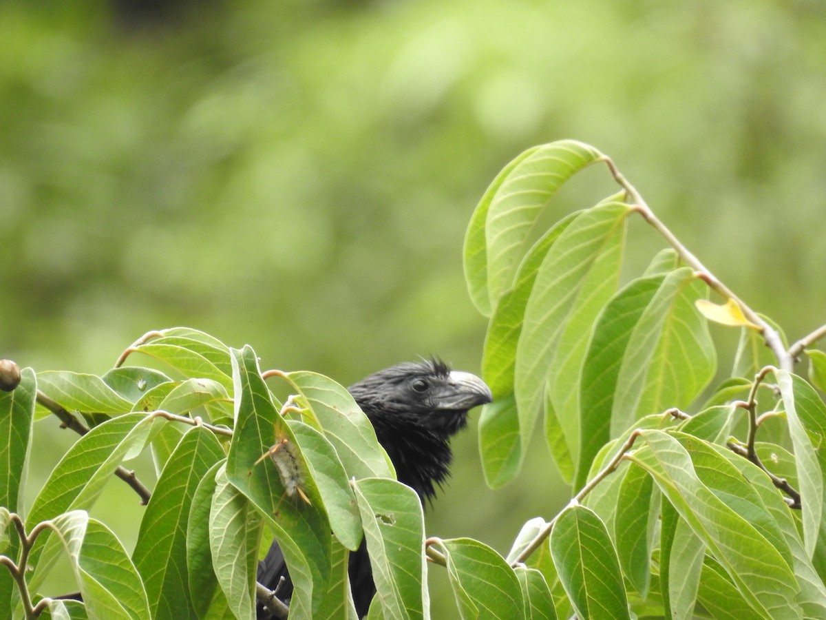 Groove-billed Ani - Fernando Angulo - CORBIDI