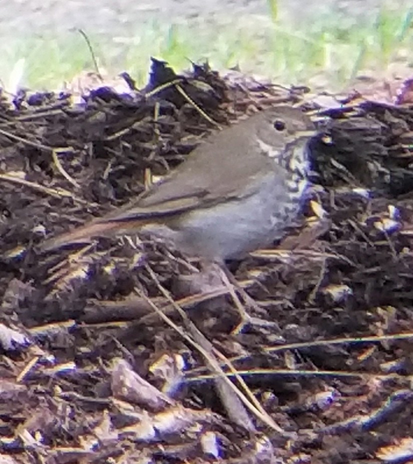 Hermit Thrush - Anonymous