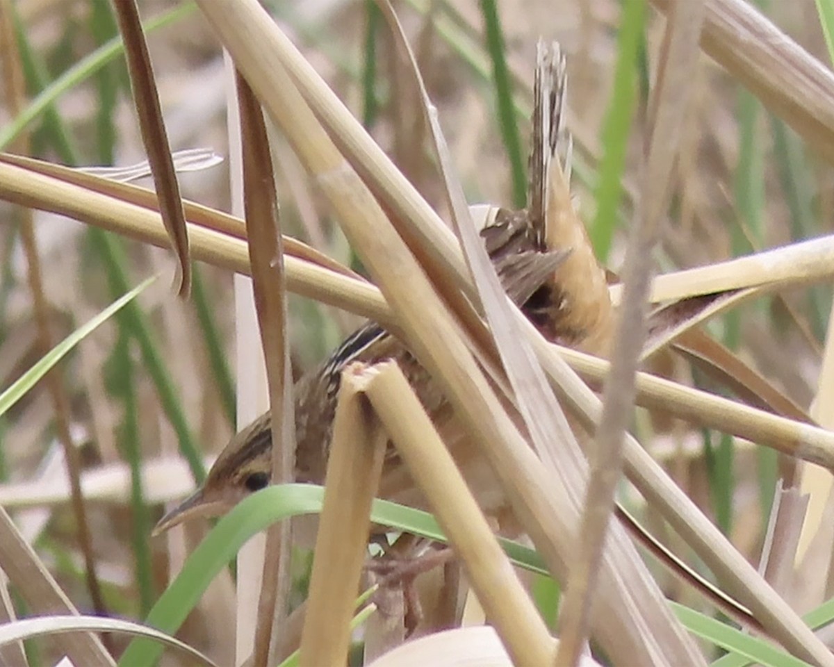 Sedge Wren - ML225179011