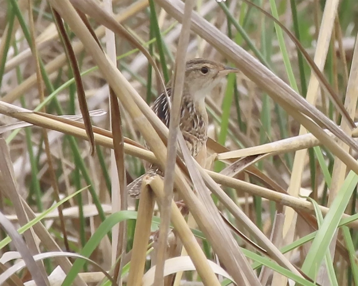 Sedge Wren - ML225179021