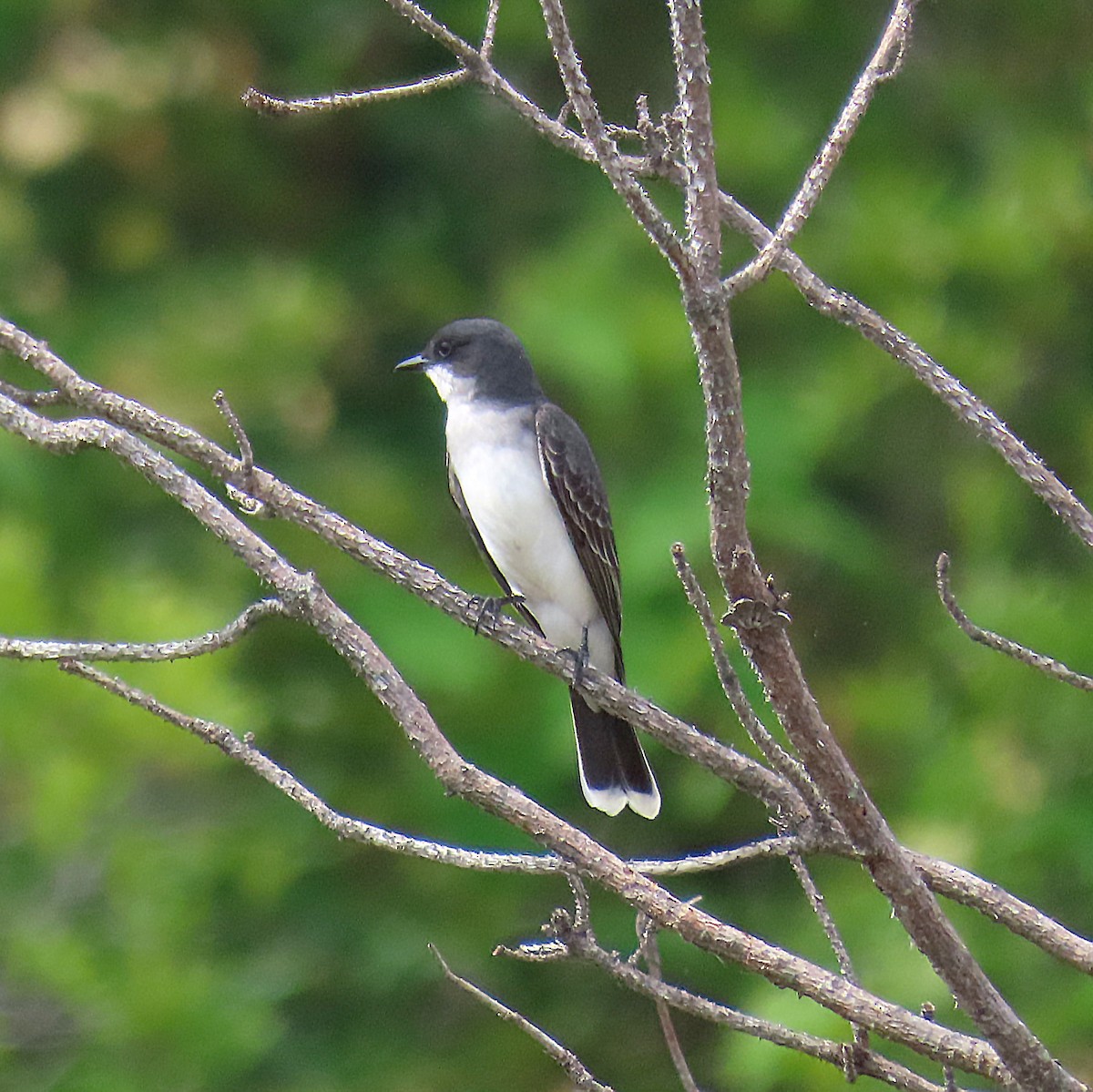 Eastern Kingbird - Alan Biggs