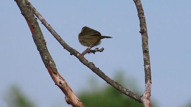 Common Yellowthroat - ML225179361