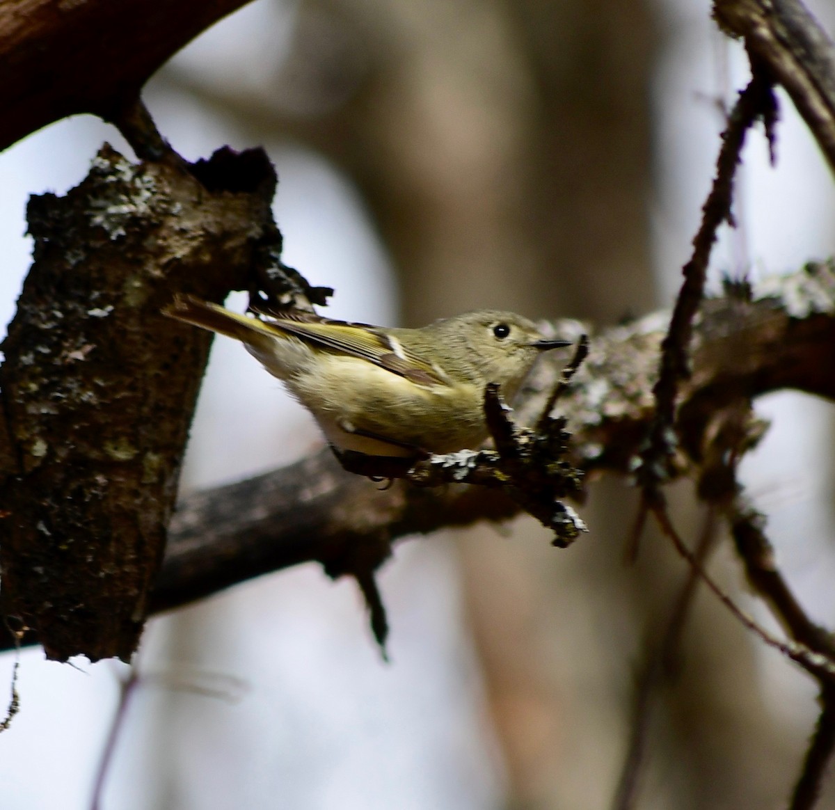 Ruby-crowned Kinglet - Moira Maus