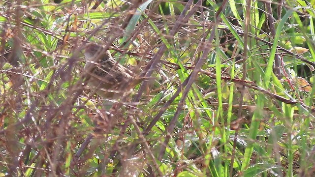 Sedge Wren - ML225180061