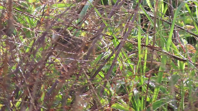 Sedge Wren - ML225180481