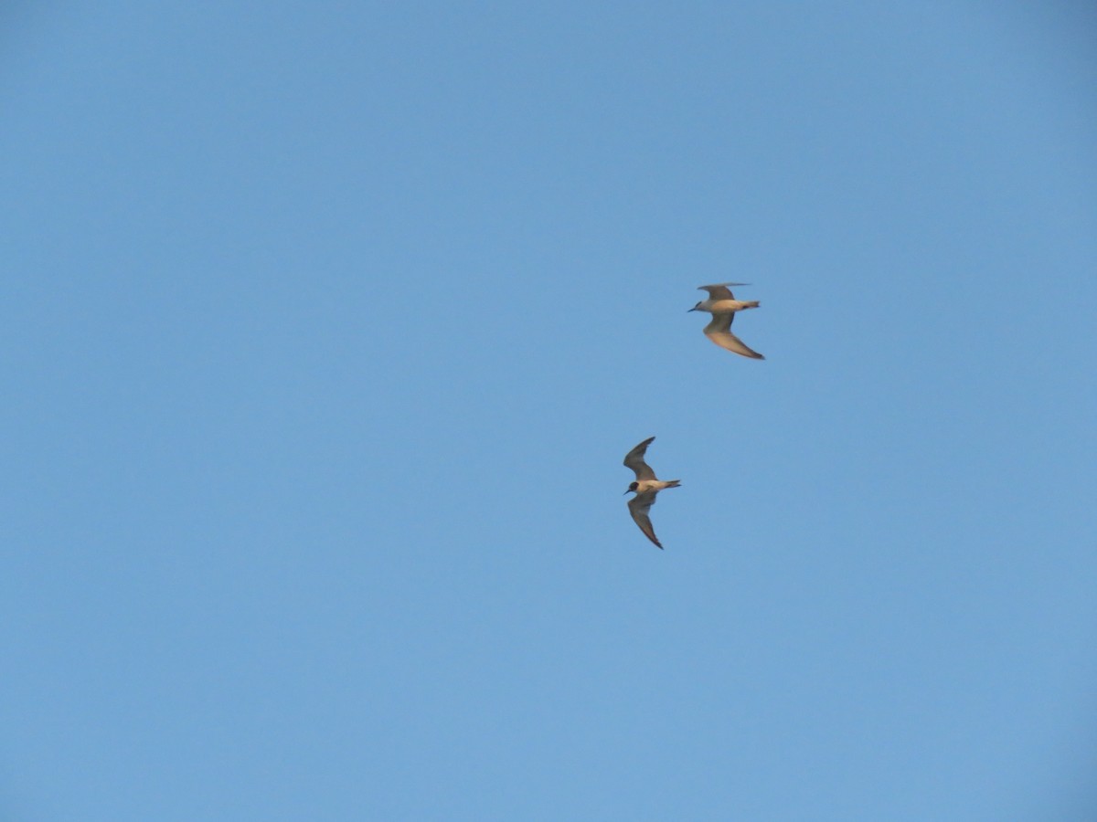 Common Tern - ML225181411