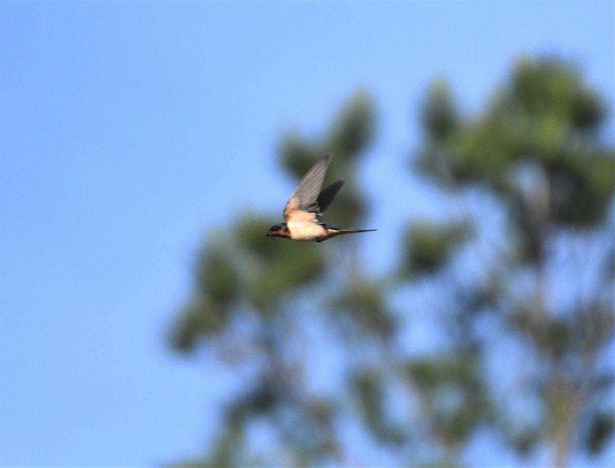 Barn Swallow - ML225182951