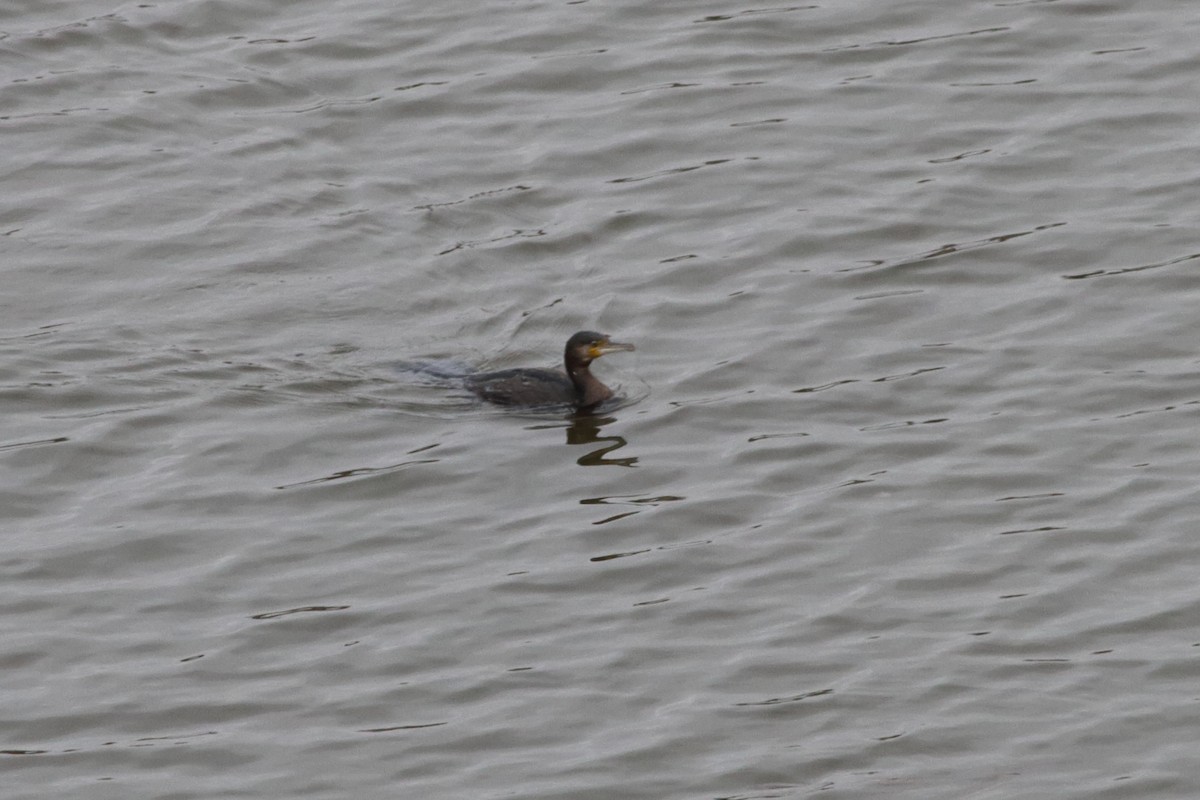 Great Cormorant - ML225183241