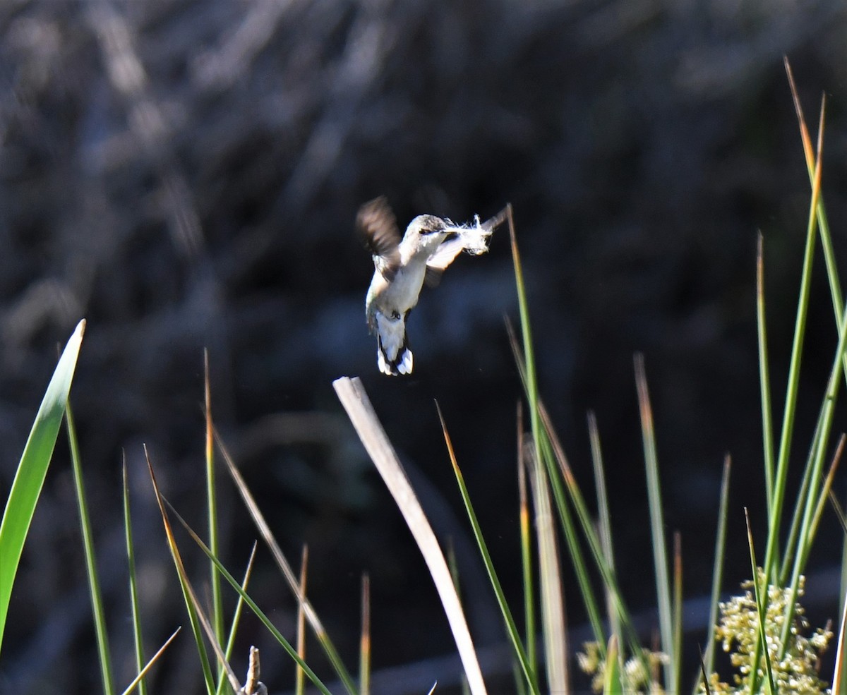 Ruby-throated Hummingbird - ML225186671