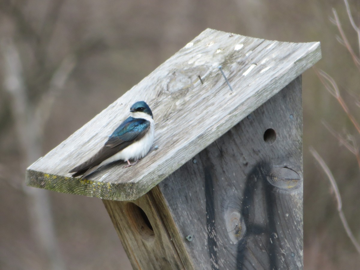 Golondrina Bicolor - ML225187331