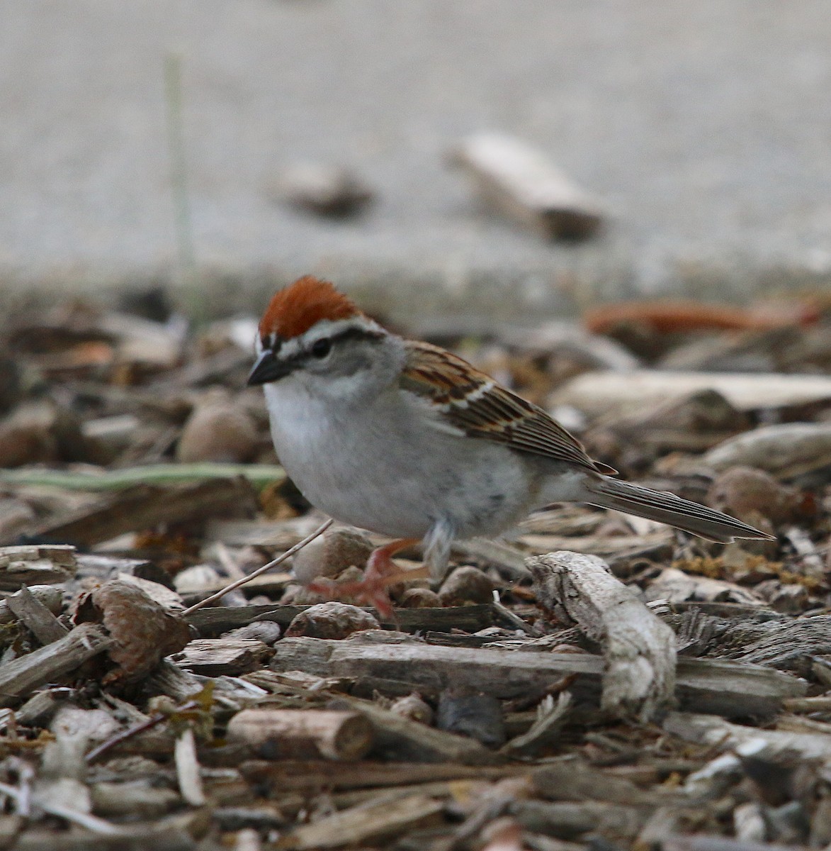 Chipping Sparrow - ML225188431