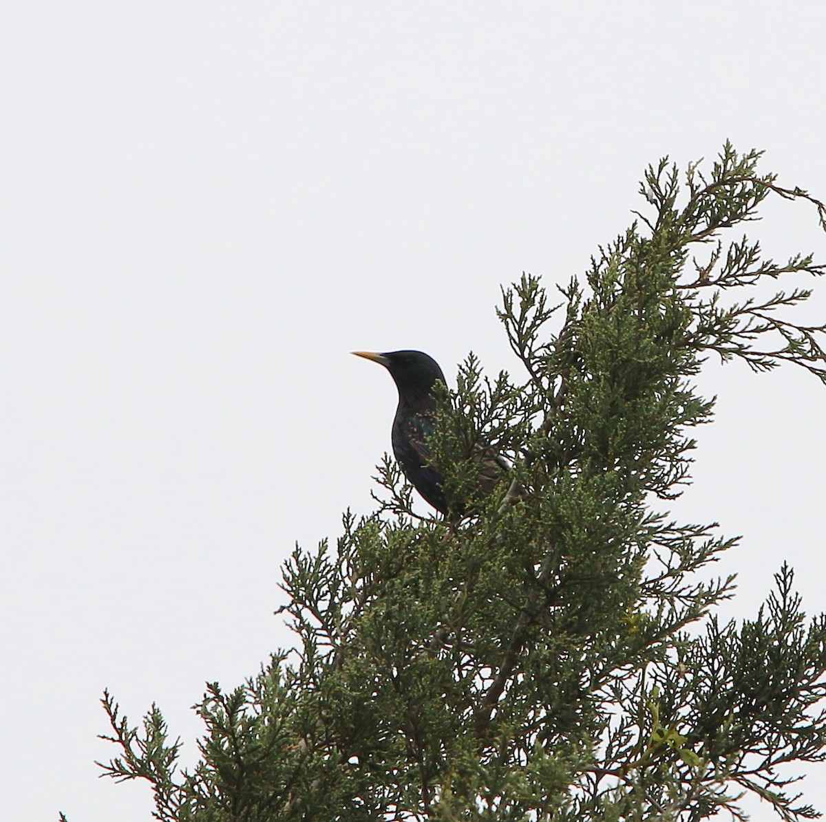 Common Grackle - ML225188851