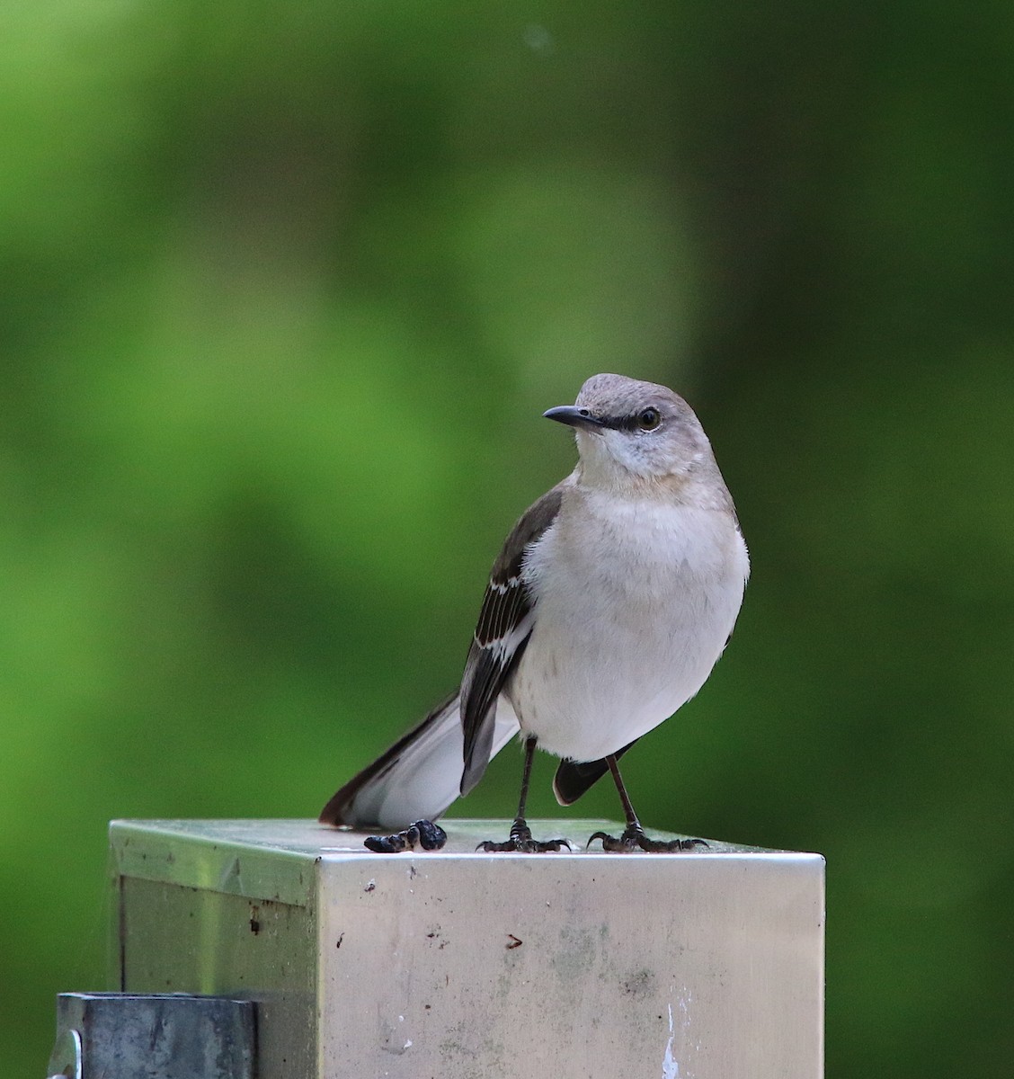 Northern Mockingbird - ML225189091