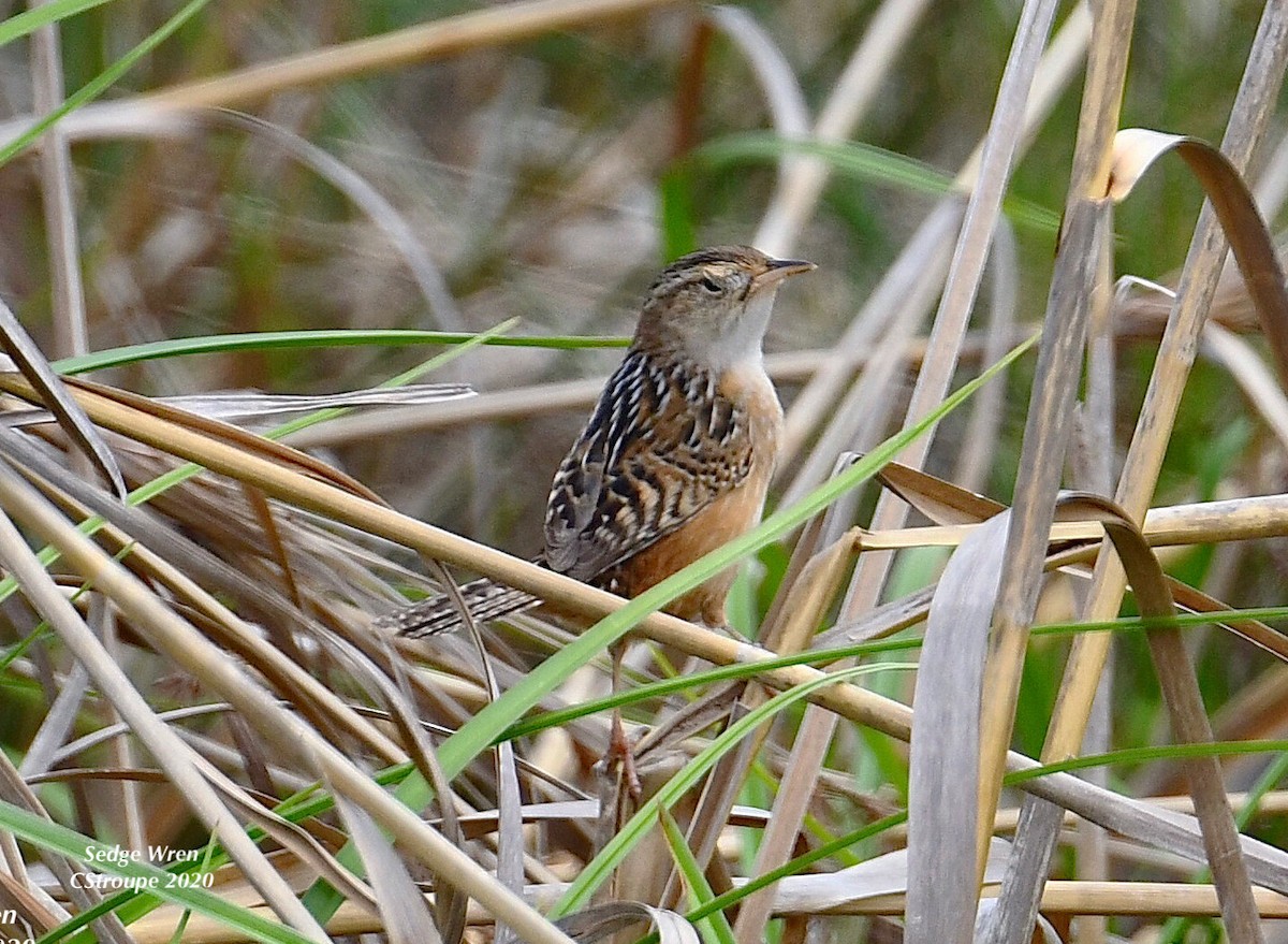 Sedge Wren - ML225191251